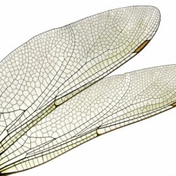 Dragonfly Wing
